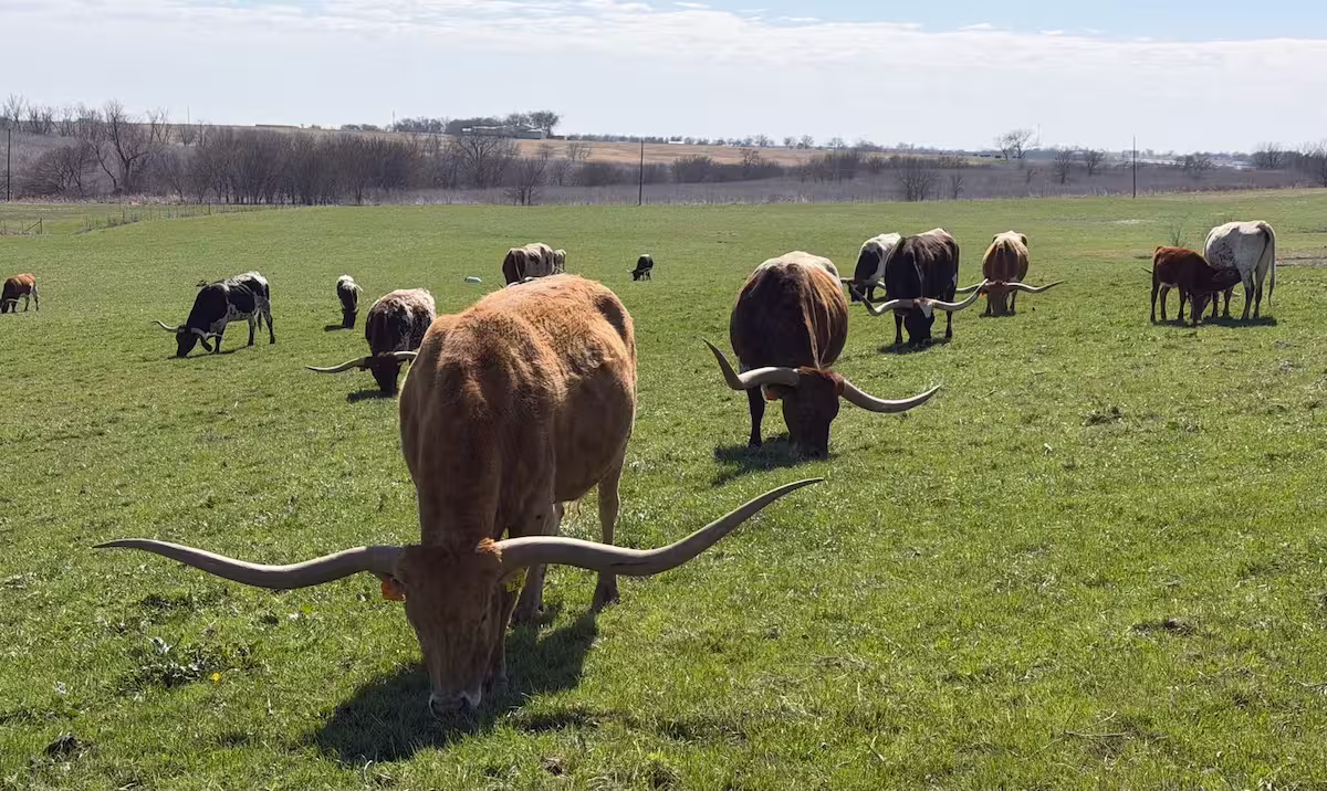 bovinos americanos chifres ExpoLondrina Conexão Agro
