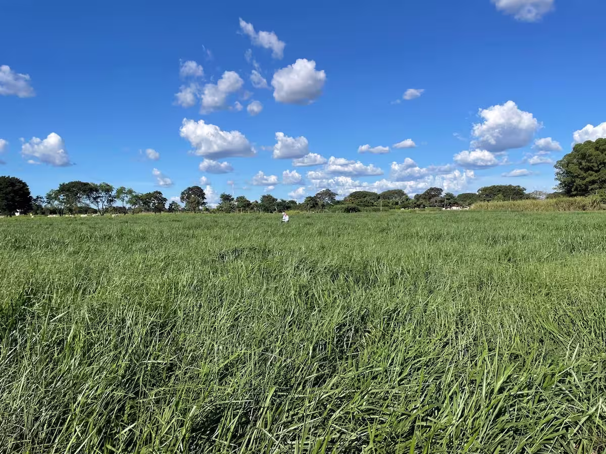 Braquiária Carinás embrapa cultivar hibrida conexao agro