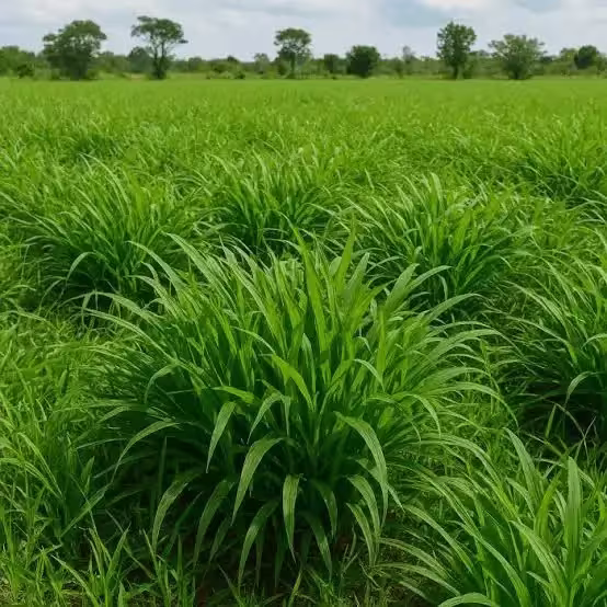 Braquiária Carinás embrapa cultivar hibrida conexao agro