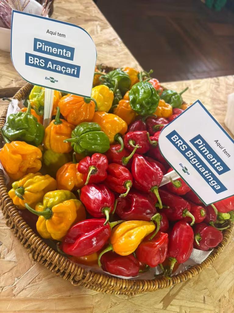 horticultura
coluna Warley
conexao agro