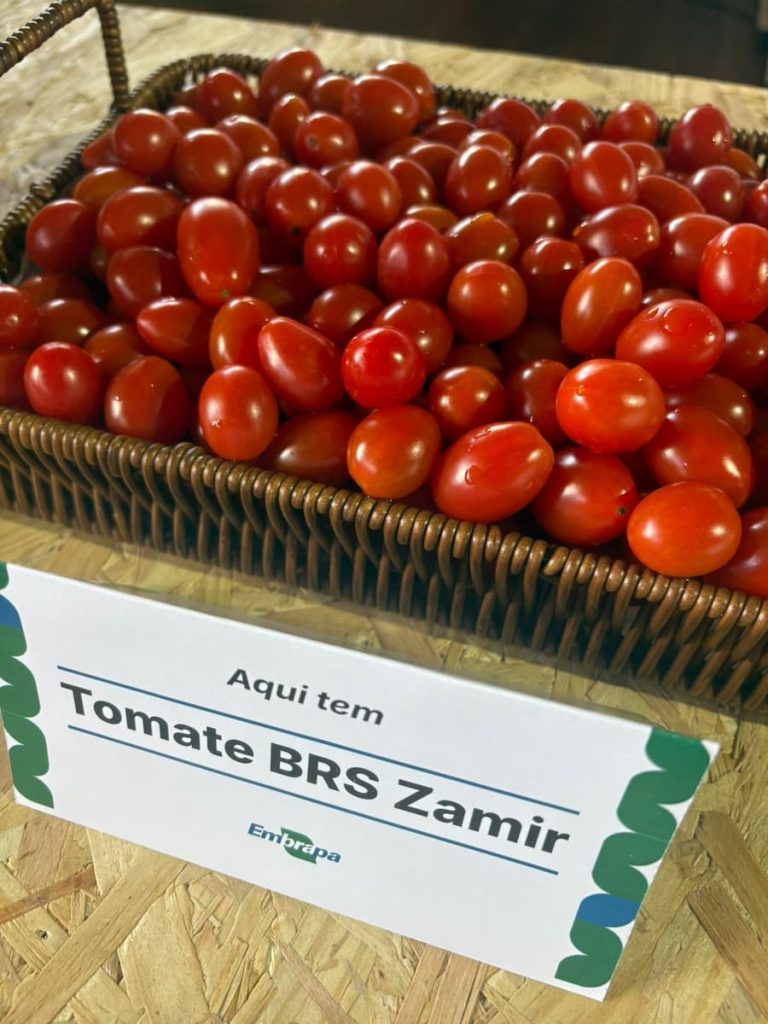 hortifruti
horticultura
conexao agro