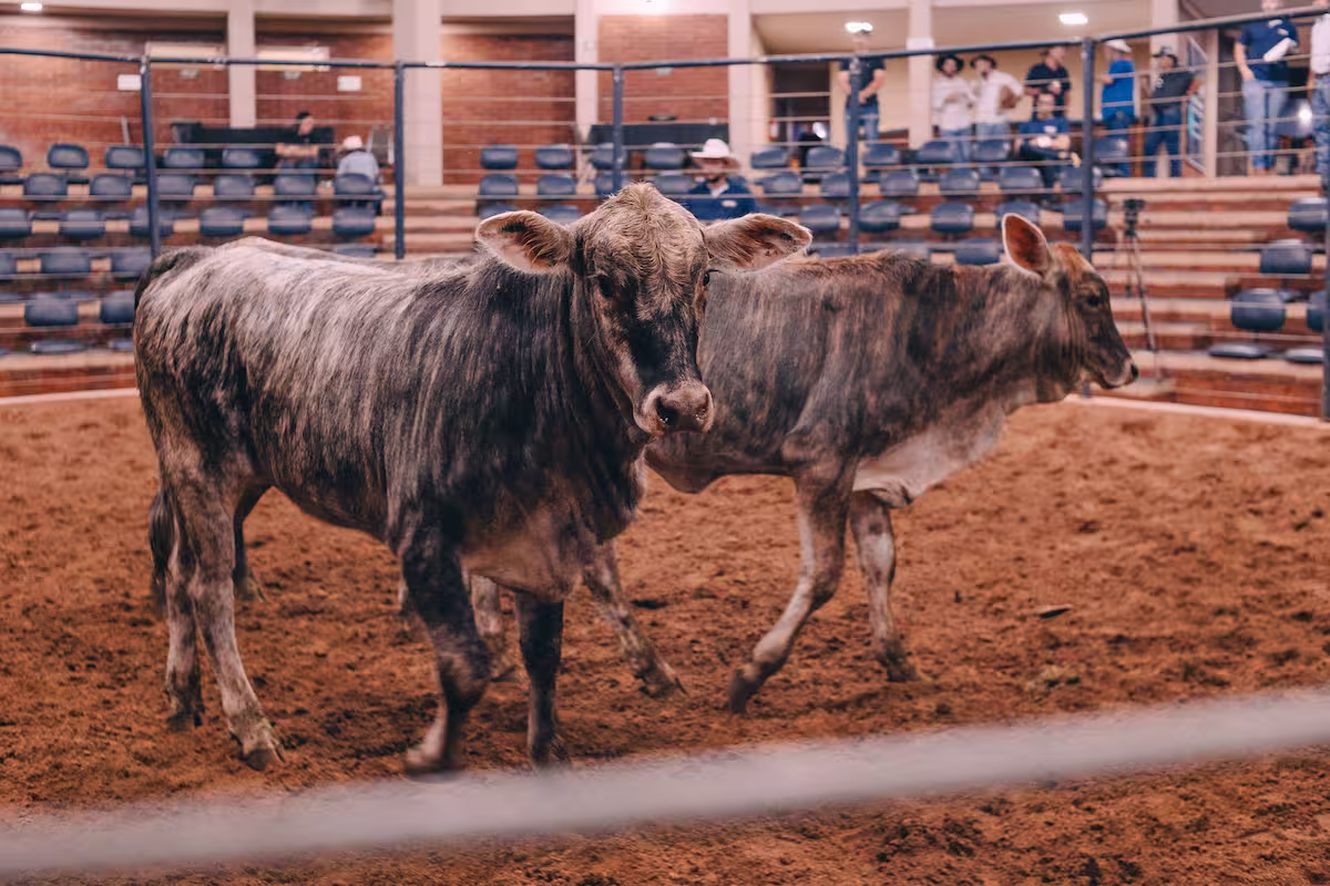 leilão max corte expolondrina conexao agro