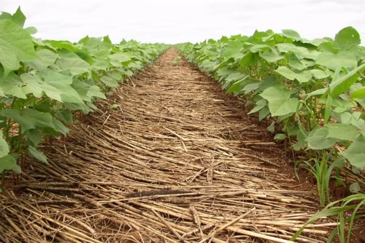 plantio direto encontro nacional conexão agro