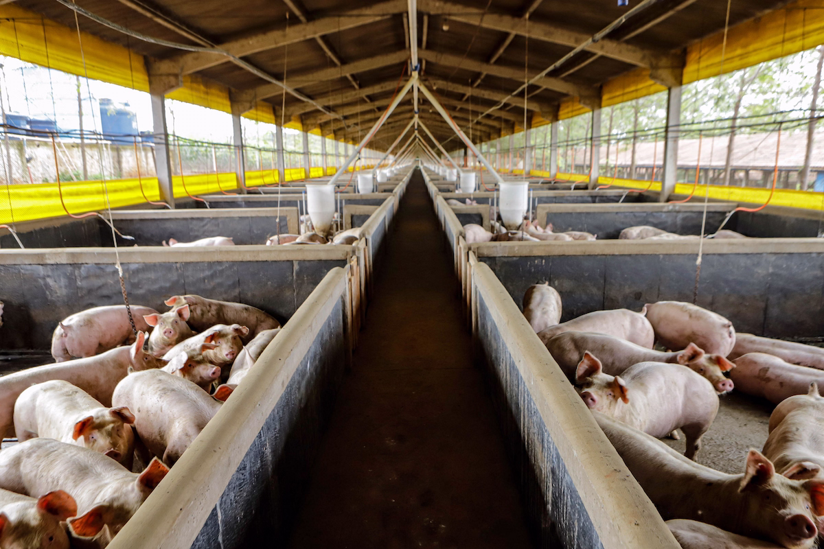 Exportações de suínos
