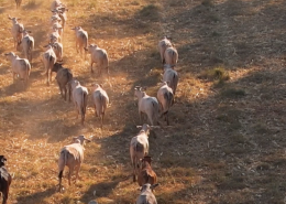 0d2b2a0375038d5917d8a16b66f96e1f Sistema ILPF Pastagens agroflorestais sustentável conexão agro