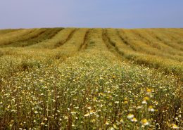 camomila_de_mandirituba._ari_dias_-_aen_8 camomila safra parana conexão agro