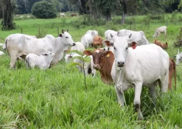 Livre de febre aftosa - bois no pasto - Conexão Agro