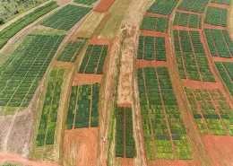 El niño impacta produção de soja na região central do País - Conexão Agro