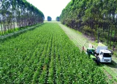 Agronegócio, floresta e meio ambiente - Conexão Agro