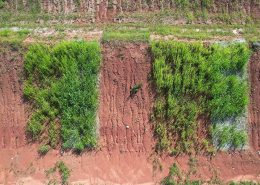img_RevegetaçãoBarragemMineração_pesquisa_conexão_agro revegetação barragens de mineração Cerrado plantas nativas conexão agro
