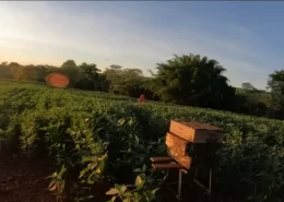 abelha soja mel práticas agrícolas Conexão Agro