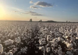 amipa algodão umidade colheita - conexão agro