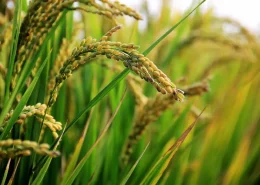 Safra de arroz RS grãos umidade Conexão Agro