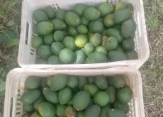 avocado produção -conexao agro