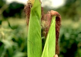 biológicos milho bioinsumos - conexão agro