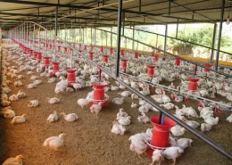 biossoluções aves suínos Conexão Agro