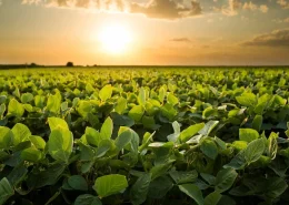 biossoluções safra soja conexão agro