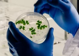 biotecnologia edição gênica crispr CBSementes Conexão Agro