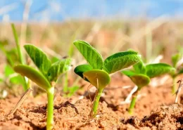 biotecnologia bioinsumos soja cbsementes conexao agro