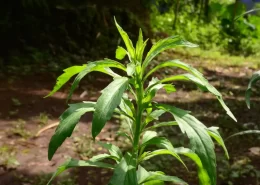 buva planta daninha soja Coterva Conexão Agro