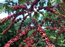 estudos café restauração Mata Atlântica - conexao agro