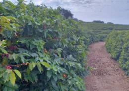 Café torrinha IG Indicação geográfica Conexão Agro