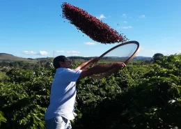 Cafeicultura sustentável - Conexão Agro