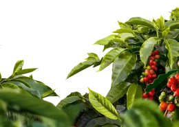 img_cafeicultores_taxação_eua_café_qualidade_conexão_agro café cafeicultores qualidade taxação EUA conexão agro