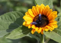 calor primavera produtores rurais Conexão Agro