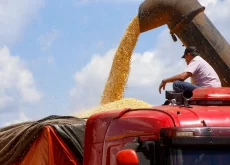 Colheita de milho - Conexão Agro