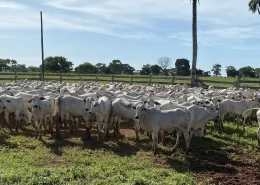 desmame bezerro prenhez conexão agro