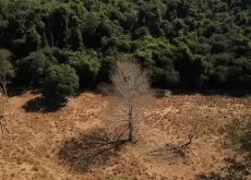 desmatamento cai cerrado Matopiba - conexão agro
