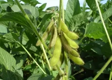 gdm soja cultivares de soja tecnologias - conexão agro