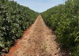 nanotecnologia café Conexão Agro