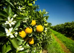 img_greening_biológicos_conexão_agro greening citricos biológicos conexão agro