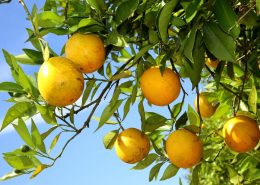 greening citros fruticultura decreto prazo emergência fitossanitária - conexão agro