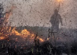 Projeto de lei propõe aumento de pena para crimes ambientais - Conexão Agro