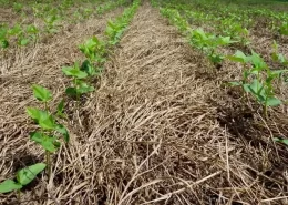 Sistema Plantio Direto Inoculantes soja conexão agro