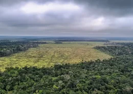 Mato Grosso Leis ambientais Amazonia Conexão Agro