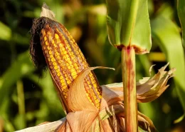 milho segunda safra colheita umidade do grão medidor de umidade Conexão Agro