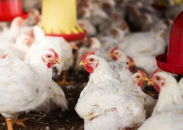 solução nutrição animal aves Gutguard Conexão Agro