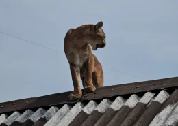 img_onça_tratamento_unifil_conexão_agro onça capturada telhado tratamento conexão agro