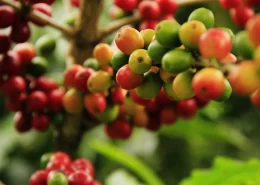 Pé de café - indicador do robusta supera o do arábica