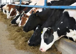 pecuária de leite minerais nutrição conexao agro