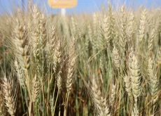Plantação de trigo - Conexão Agro