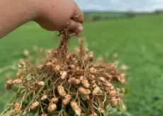 amendoim plantio exportação - conexão agro