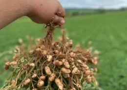 amendoim plantio exportação - conexão agro