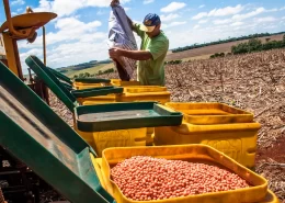 plantio de soja riscos climáticos estiagem Conexão Agro