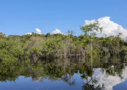 reflorestar restauração florestal desenvolvimento sustentável Conexão Agro