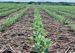 img_sementes_girassol_qualidade_conexão_agro Girassol Agrícola sementes qualidade conexão agro